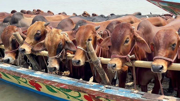 Arrival of sacrificial animals at Karachi cattle market, first two trucks have arrived