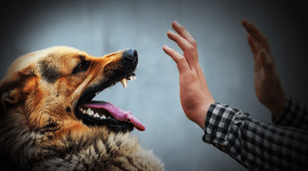 Dog bite cases are increasing in Sindh, raising concerns over rising deaths and public safety
