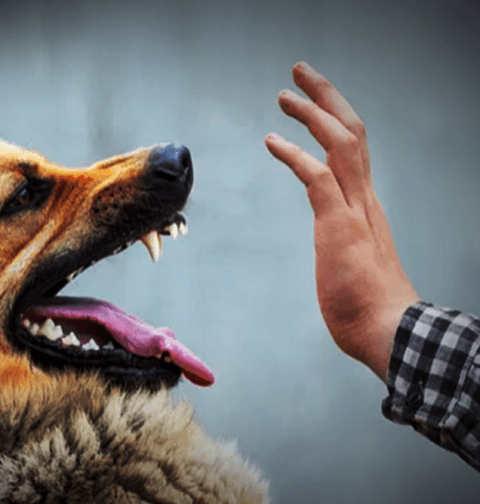 Dog bite cases are increasing in Sindh, raising concerns over rising deaths and public safety