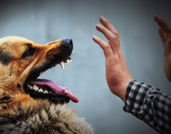 Dog bite cases are increasing in Sindh, raising concerns over rising deaths and public safety