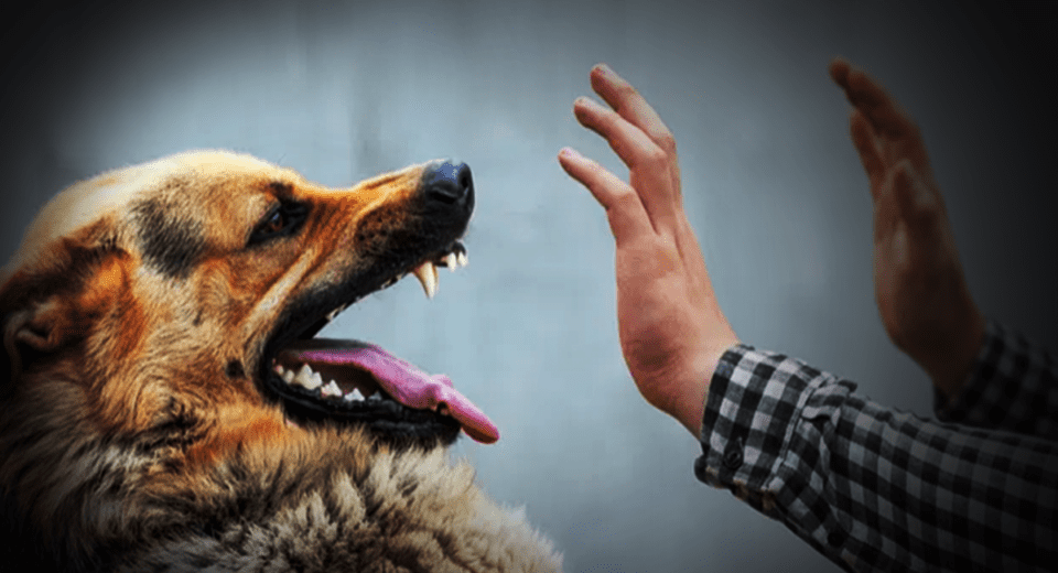 Dog bite cases are increasing in Sindh, raising concerns over rising deaths and public safety