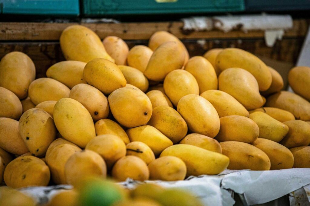 Sindhri mango export risk this year not happening