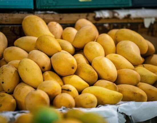 Sindhri mango export risk this year not happening