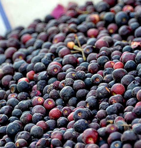 Why Is Falsa Beneficial for Health?