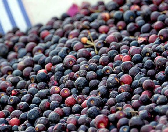 Why Is Falsa Beneficial for Health?