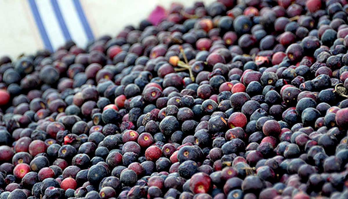 Why Is Falsa Beneficial for Health?