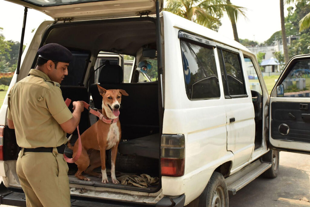 Indian Supreme Court Allows Killing of Stray Dogs