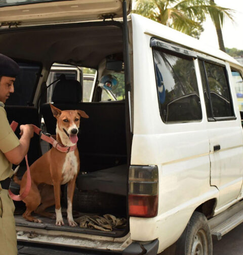 Indian Supreme Court Allows Killing of Stray Dogs