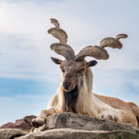 Markhor International Day: Global efforts accelerate for wildlife conservation