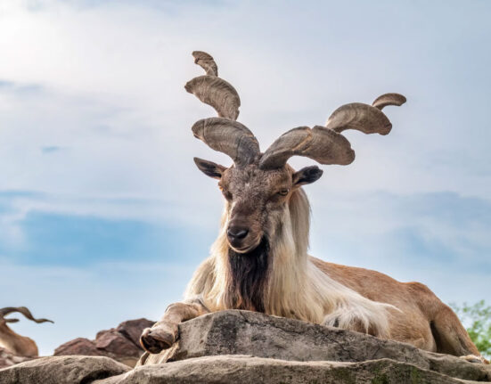 Markhor International Day: Global efforts accelerate for wildlife conservation