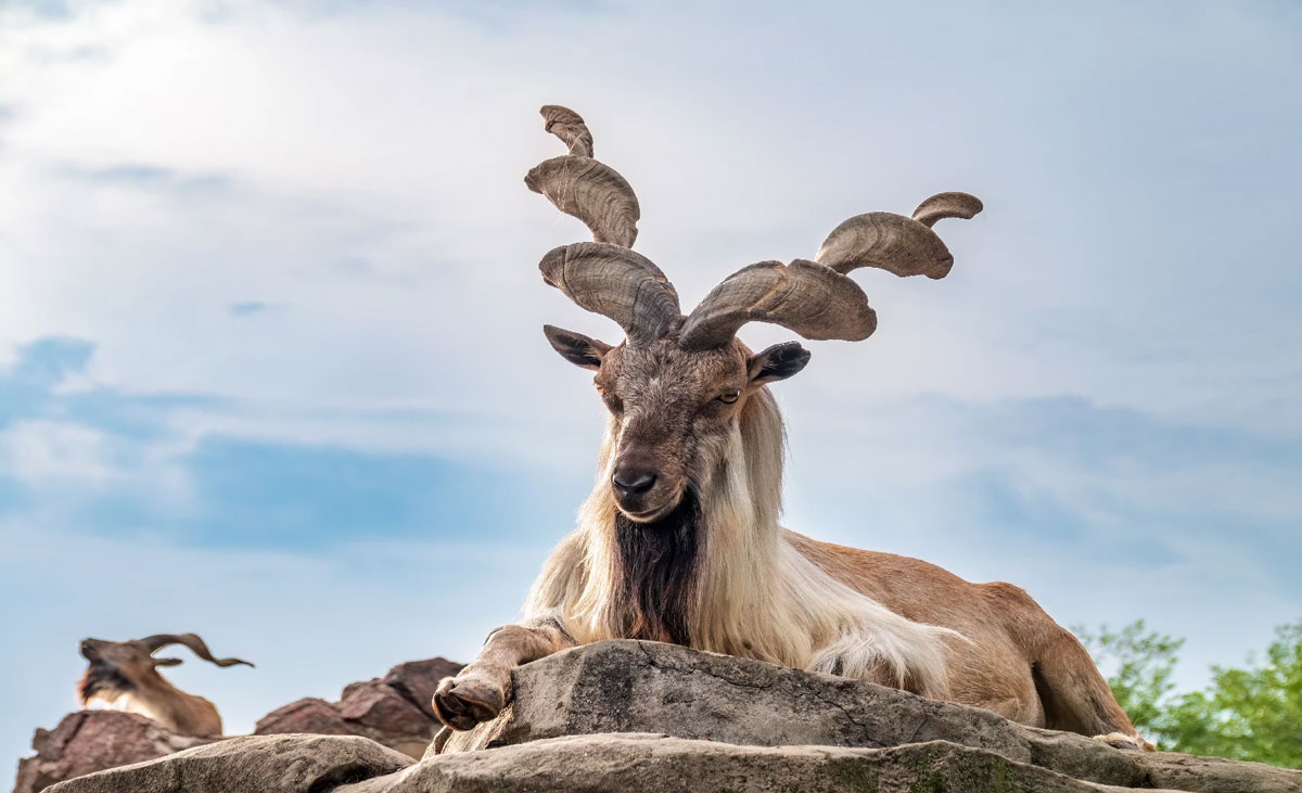 Markhor International Day: Global efforts accelerate for wildlife conservation
