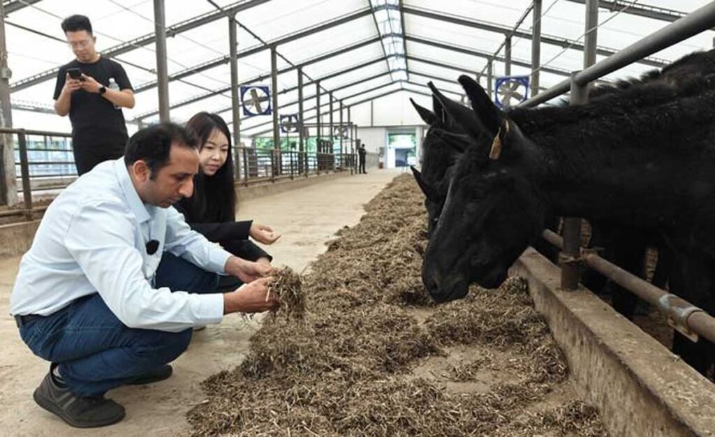 China-Pakistan Researchers Collaborate to Promote Livestock Development