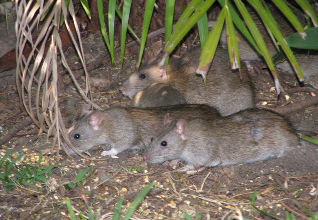 Rat Attack Raises Fears of Food Supply Disruption
