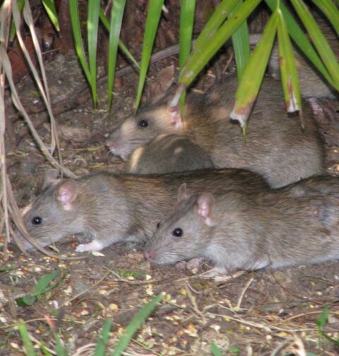 Rat Attack Raises Fears of Food Supply Disruption