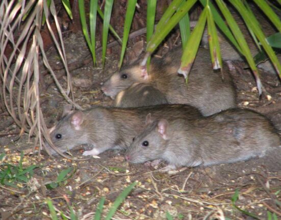 Rat Attack Raises Fears of Food Supply Disruption