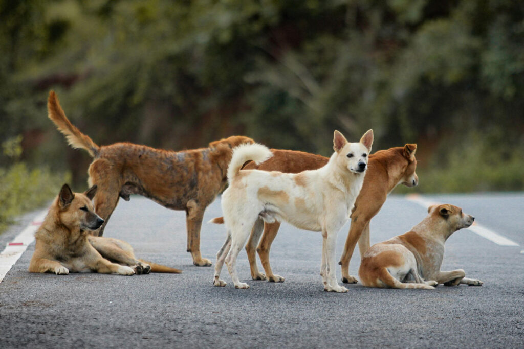 Launch of Rabies Control Campaign in Sindh