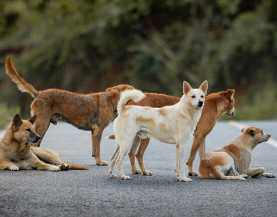 Launch of Rabies Control Campaign in Sindh