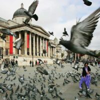 Birds are more frightened of women.