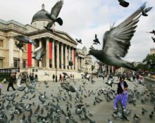 Birds are more frightened of women.