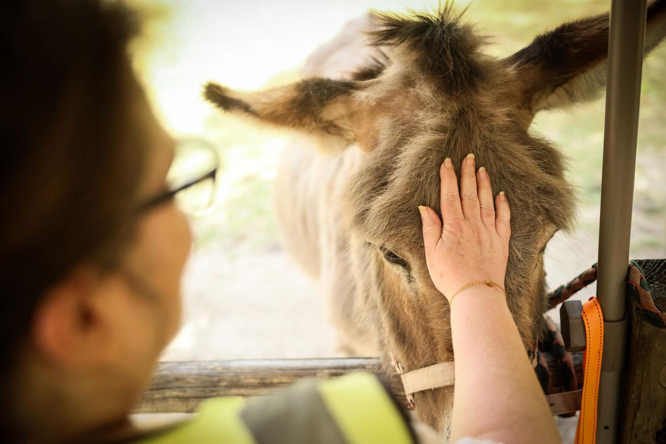 Donkeys Become a New Treatment for Mental Calm
