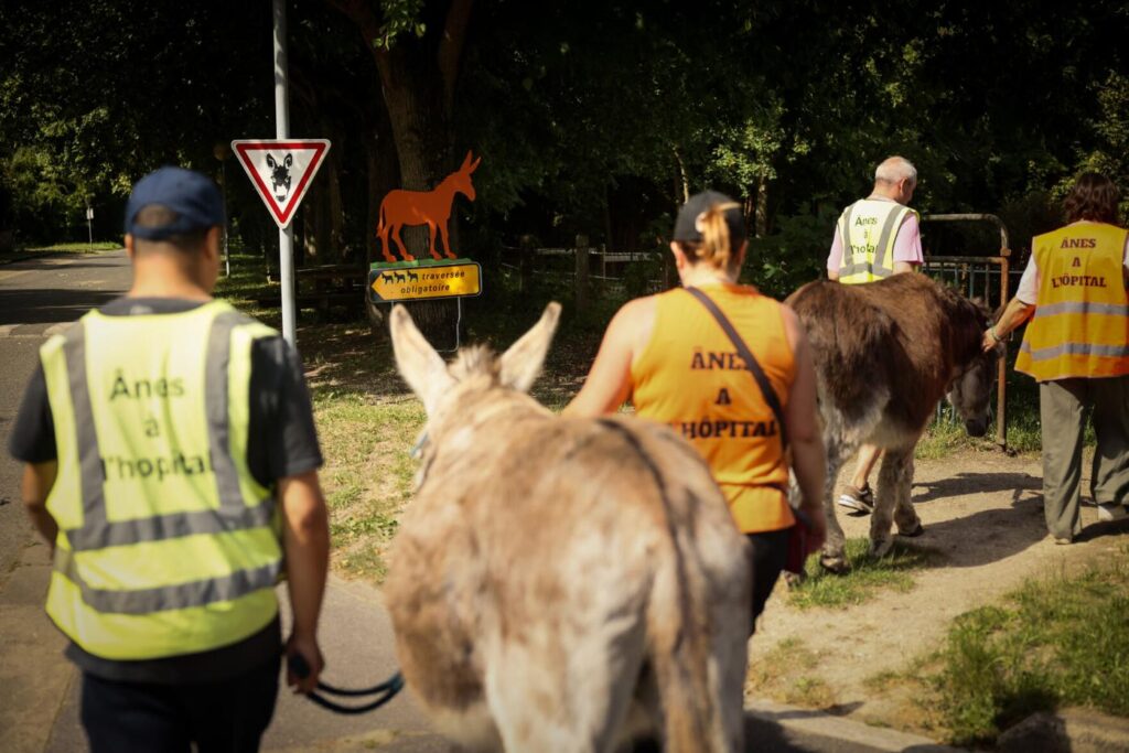 Donkeys Become a New Treatment for Mental Calm