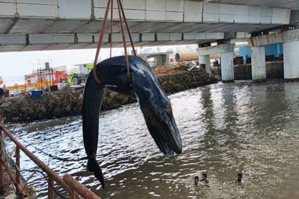 A 26-foot whale calf dies on Mumbai coast